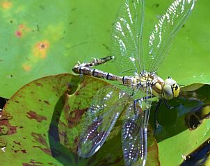 Guest house 09028601 - Holiday property Liguria - Huisje in Sestri Levante - Valle del Gromolo