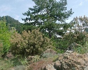 Guest house 09029207 - Holiday property Liguria - Huisje in Borzonasca