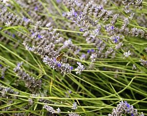 Unterkunft 09116801 - Ferienhaus Kampanien / Neapel - Huisje in Retara