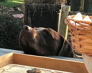 Guest house 0916703 - Holiday property Luxembourg - 2 pers Petit Gite Ardennen, huisdieren welkom