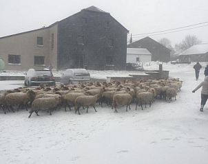 Guest house 0916703 - Holiday property Luxembourg - 2 pers Petit Gite Ardennen, huisdieren welkom