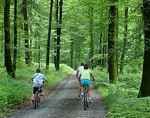 Radfahren im Wald in der Nhe des Ferienhauses Le FRNE in Paliseul, Ardennen, ideal fr Abenteurer.