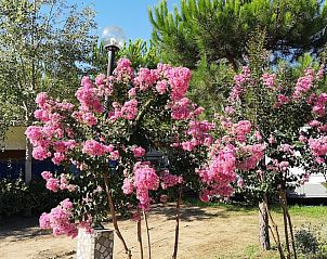 Verblijf 0950542 - Stacaravan Toscane / Elba - Comfort campingchalet Paradiso 028 | Toscane | Bij zee 