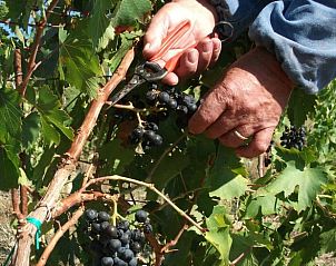 Unterkunft 09648202 - Ferienhaus Umbrien / Marken - Huisje in San Marcello