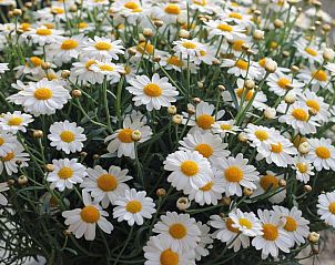 Guest house 1000201 - Bed and Breakfast East Flanders - De Perenboom