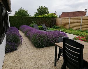 Lavendelpad in de tuin van Duinendaele 272, Adinkerke, De Panne, Belgische kust.