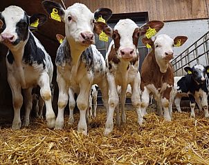 Guest house 11623504 - Apartment Tyrol - Appartement Das Panoramal