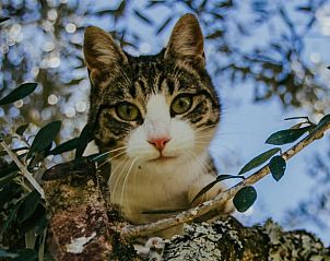 Guest house 13124202 - Holiday property Vale do Tejo - Huisje in carregal do sal