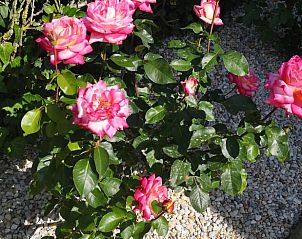 Verblijf 13143501 - Vakantiewoning Vale do Tejo - Vakantiehuisje in Carvalhal