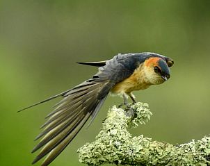 Unterkunft 13413701 - Ferienhaus Alentejo - Vakantiehuis in Vimieiro