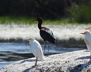 Unterkunft 13413701 - Ferienhaus Alentejo - Vakantiehuis in Vimieiro
