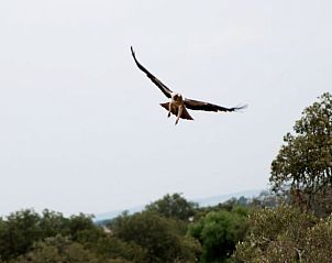Unterkunft 13413701 - Ferienhaus Alentejo - Vakantiehuis in Vimieiro