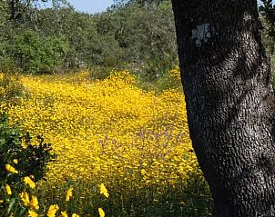 Unterkunft 13413701 - Ferienhaus Alentejo - Vakantiehuis in Vimieiro