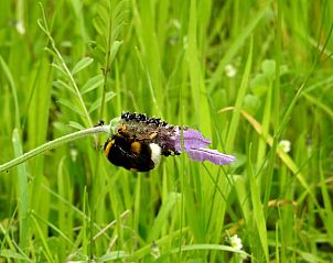 Unterkunft 13413701 - Ferienhaus Alentejo - Vakantiehuis in Vimieiro