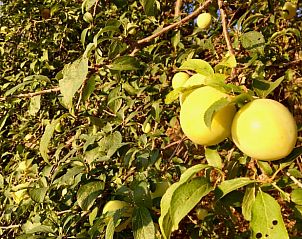 Verblijf 1413007 - Vakantiewoning Andalusie - Huisje in Alora