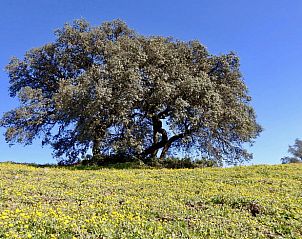 Verblijf 1413007 - Vakantiewoning Andalusie - Huisje in Alora