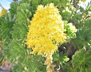 Verblijf 1416505 - Vakantiewoning Andalusie - Vakantiehuisje in Alfarnatejo