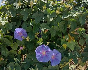 Bloeiende tuin bij Casita Fuente, een vakantieappartement in El Altet, Costa Blanca, Spanje.