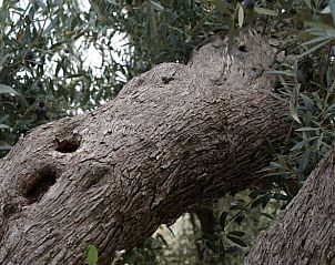 Unterkunft 1492206 - Ferienhaus Costa blanca - Vakantiehuisje in Jijona