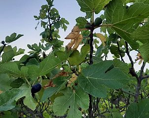 Guest house 1550901 - Holiday property Costa del Sol - Vakantiehuisje in Puerto las Tinajuelas, municipio El Borge