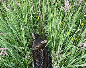 Guest house 173308 - Holiday property Midden Drenthe - Vakantiehuisje in Eeserveen