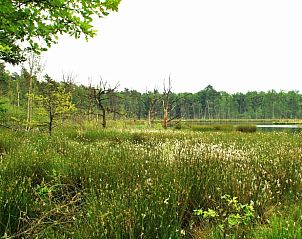 Guest house 173906 - Holiday property Midden Drenthe - Huisje in Nieuw Balinge