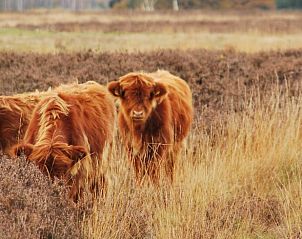 Guest house 173906 - Holiday property Midden Drenthe - Huisje in Nieuw Balinge