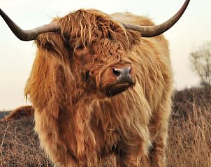 Guest house 173906 - Holiday property Midden Drenthe - Huisje in Nieuw Balinge