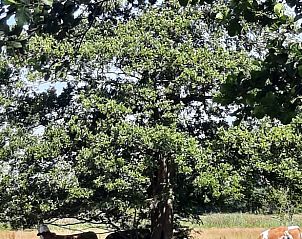 Guest house 174401 - Holiday property Midden Drenthe - Huisje in Wezup