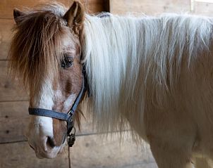 Unterkunft 18010201 - Appartement Berner Oberland - Appartement Muessache