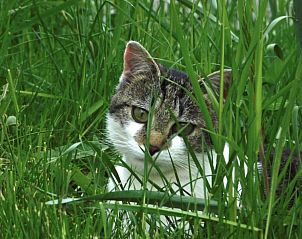 Verblijf 18106502 - Appartement Centraal Zwitserland - Häuschen