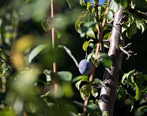 Verblijf 1845402 - Vakantiewoning Wallis / Valais - Vakantiehuis Villa Roduit