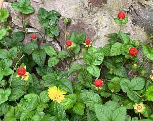 Verblijf 18603102 - Vakantie appartement Zwarte Woud - Landgasthof Ochsen