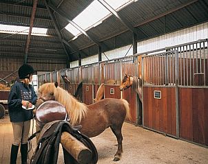 Paardenstal bij Finse bungalow, Meppen, Drenthe, met verzorgde pony's en rijfaciliteiten.