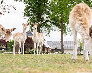 Unterkunft 200106 - Ferienhaus Zuidwest Drenthe - Vakantiehuisje in Fluitenberg