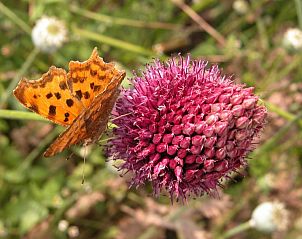 Vlinder op bloem in de omgeving van Welkom in het Reestdal vakantiehuis, Zuidwolde, Zuidwest Drenthe.