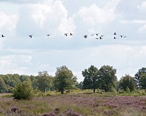 Vliegende vogels boven natuurgebied bij Welkom in het Reestdal vakantiehuis, Zuidwolde, Drenthe.
