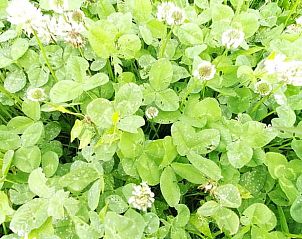 Flowering clover near Cottage in Wapserveen, southwest Drenthe.