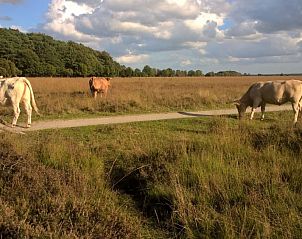 Vrij grazende koeien in de natuur nabij Landhuisje Leda, een vakantiehuis in Dwingeloo, Zuidwest Drenthe.