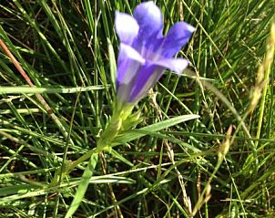 Detail van een wilde bloem in de omgeving van Landhuisje Leda, een vakantiehuis in Dwingeloo, Zuidwest Drenthe.