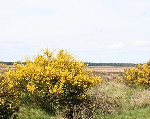 Gele bremstruiken in de natuur rondom Landhuisje Leda, een vakantiehuis in Dwingeloo, Zuidwest Drenthe.