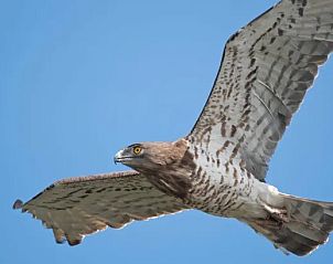 Adelaar in vlucht boven de omgeving van Landhuisje Leda, een vakantiehuis in Dwingeloo, Zuidwest Drenthe.