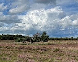 Prachtige heidevelden nabij Johanneshof in Wateren, Drenthe.