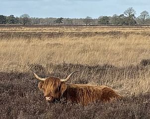 Schotse Hooglander in heidevelden nabij Johanneshof, Wateren, Drenthe.