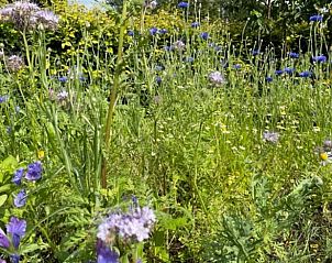 Bloeiende tuin bij Huisje in Koekange, vakantiewoning in Drenthe omgeven door kleurrijke bloemen.