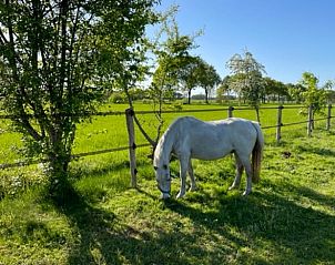 Rustige omgeving met paard bij Huisje in Koekange, vakantieverblijf in Zuidwest Drenthe.