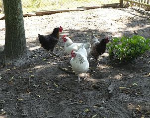 Unterkunft 204408 - Ferienhaus Zuidwest Drenthe - Vakantiehuis in Hoogeveen