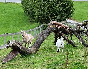 Guest house 21411303 - Apartment Salzburg - Gut Mitterlehen