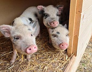 Guest house 21411303 - Apartment Salzburg - Gut Mitterlehen