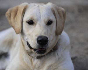 Guest house 21911405 - Holiday property Karnten - Bergbauernhof Stauder